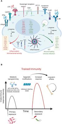 Immunometabolism of Macrophages in Bacterial Infections